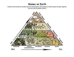 खाद्य श्रृंखला एवं पारिस्थितिक पिरामिड्स की संरचना 4