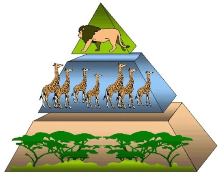 खाद्य श्रृंखला Food Chain and Ecological Pyramids