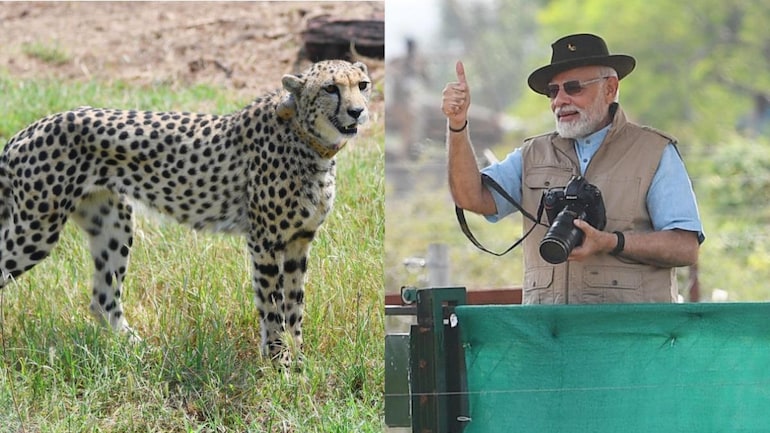 Cheetah Is Back 70 साल का इंतजार खत्म हुआ 1